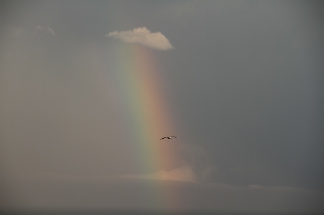 Rainbow with Seagull
