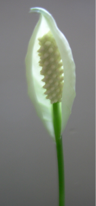 "Peace Lily" by Helen Forsyth Richardson