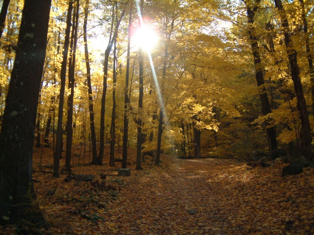 Golden Path by Karen Keller Capuciati