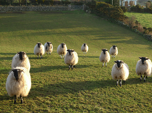 Sheep by Anne Marie Cunningham