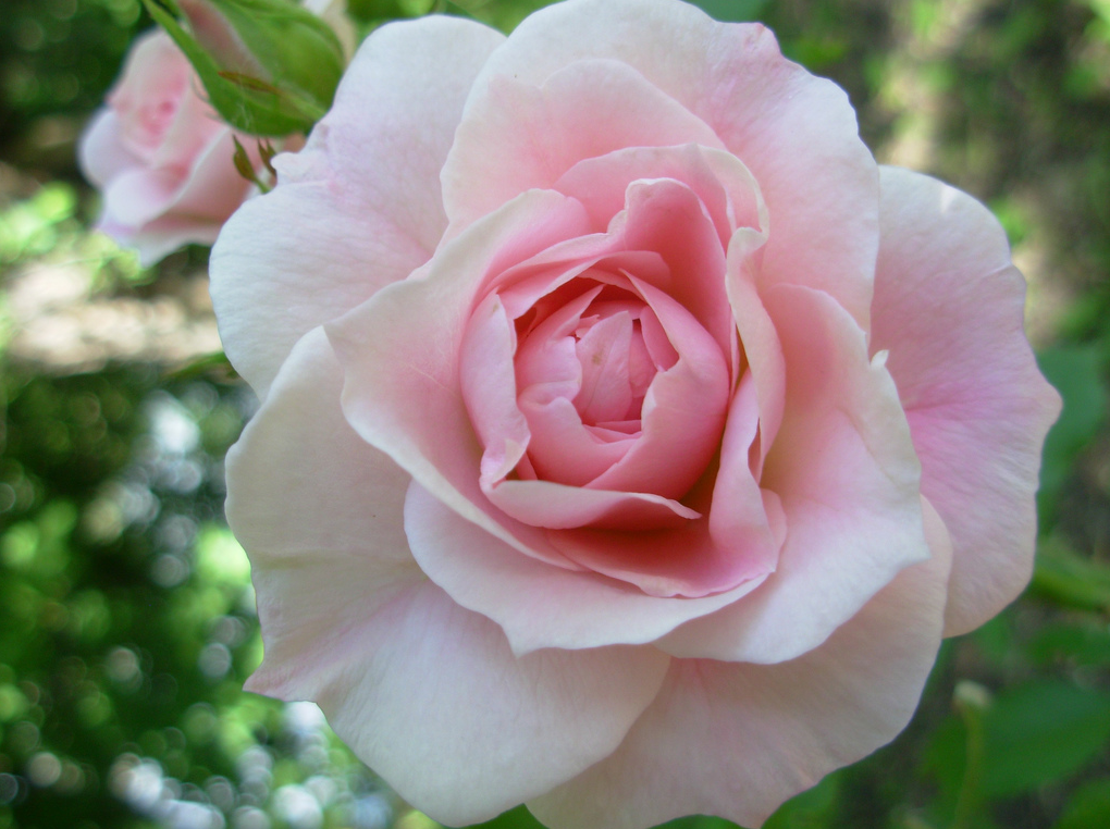The Rose!! by Helen Forsyth Richardson