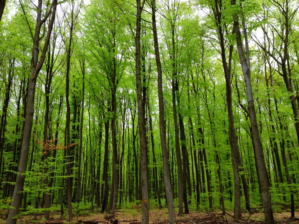 Stillness In Nature, by Peter Capuciati