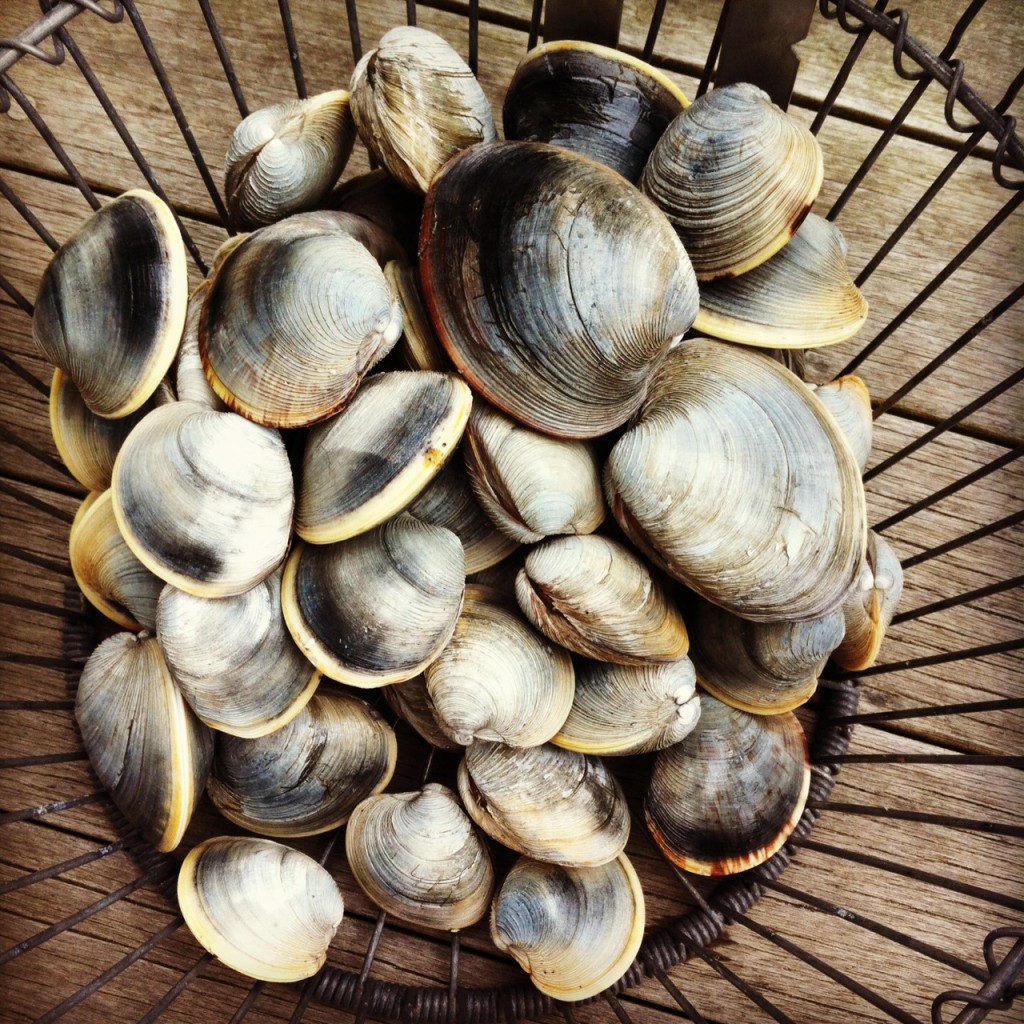 Clam Bushel by Karen Keller Capuciati