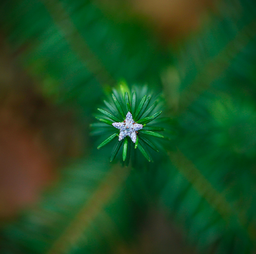 Forest Star by Michael Andrew Reynolds